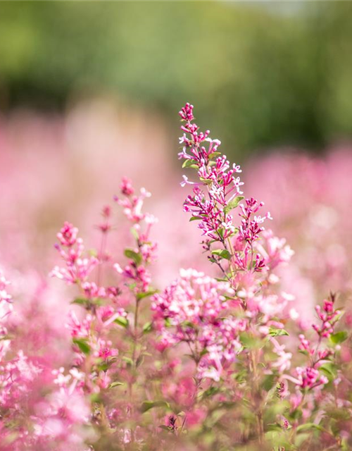 Edelflieder Bloomerang® 'Pink Perfume'(s)