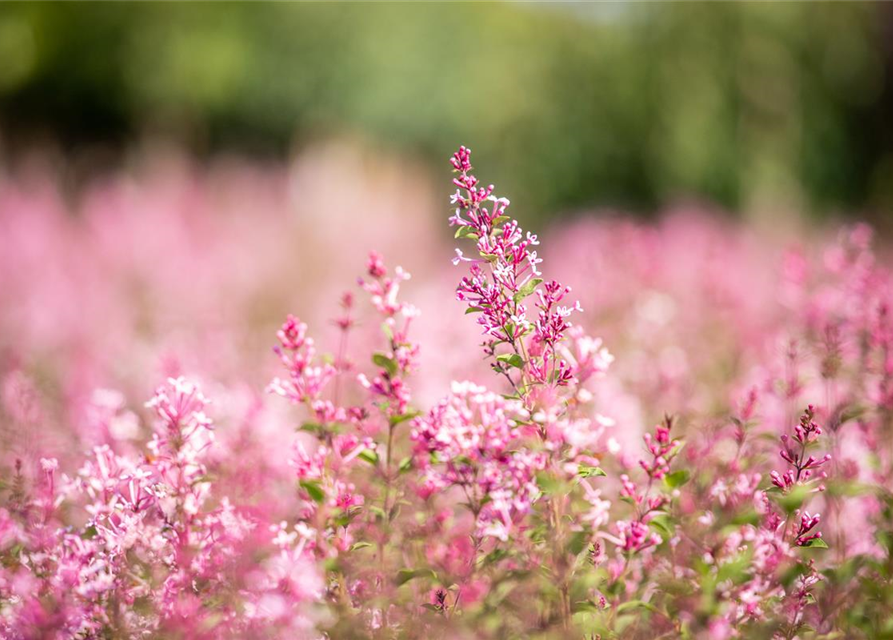 Edelflieder Bloomerang® 'Pink Perfume'(s)