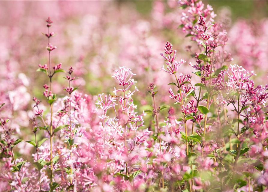 Edelflieder Bloomerang® 'Pink Perfume'(s)