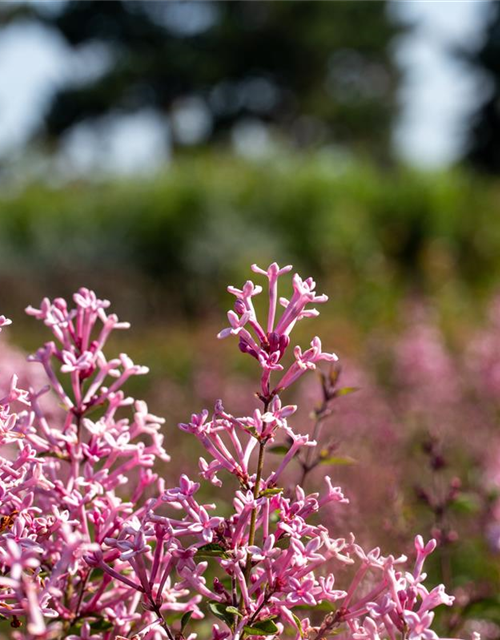 Edelflieder Bloomerang® 'Pink Perfume'(s)