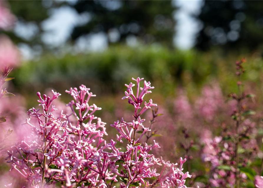 Edelflieder Bloomerang® 'Pink Perfume'(s)