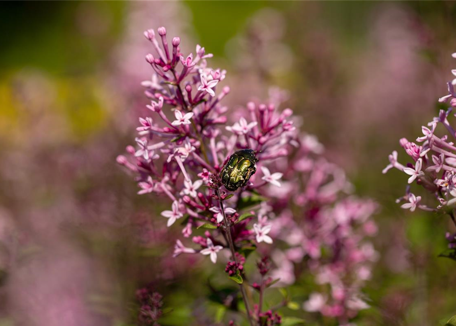 Edelflieder Bloomerang® 'Pink Perfume'(s)