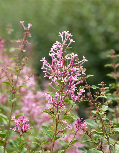 Edelflieder Bloomerang® 'Pink Perfume'(s)