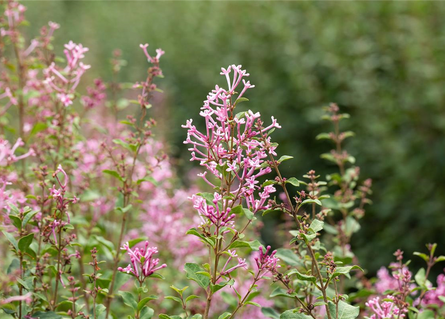 Edelflieder Bloomerang® 'Pink Perfume'(s)