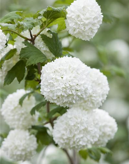 Gewöhnlicher Schneeball 'Roseum'