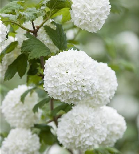 Gewöhnlicher Schneeball 'Roseum'