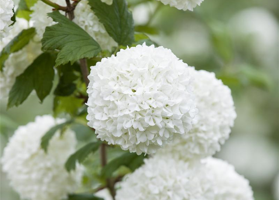 Gewöhnlicher Schneeball 'Roseum'