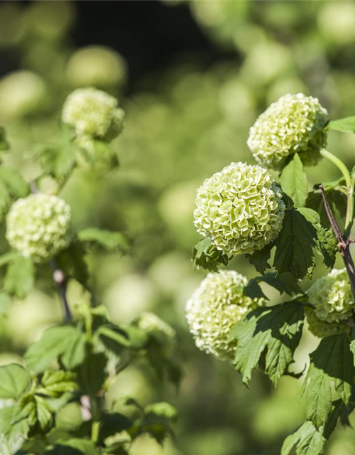 Gewöhnlicher Schneeball 'Roseum'