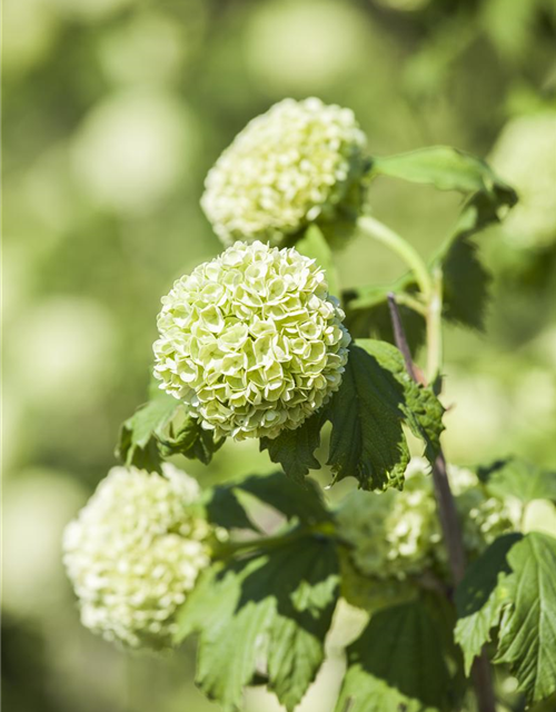 Gewöhnlicher Schneeball 'Roseum'