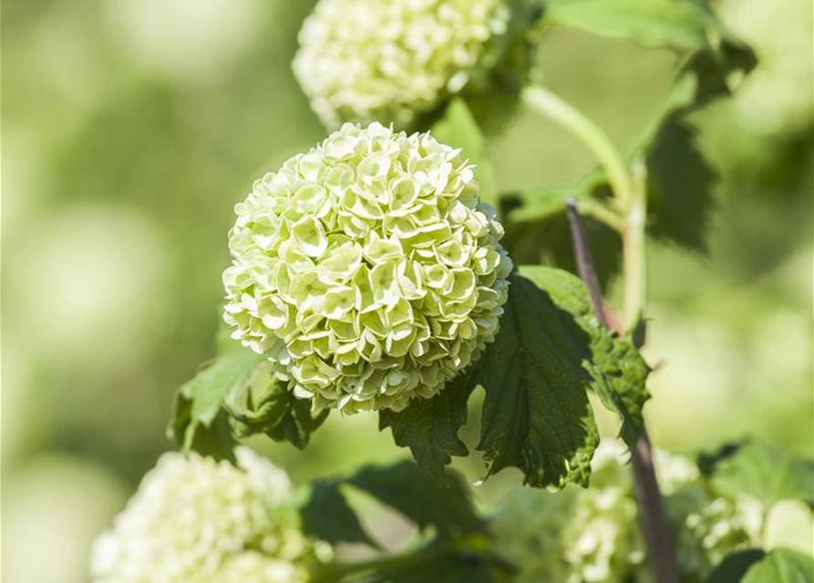 Gewöhnlicher Schneeball 'Roseum'