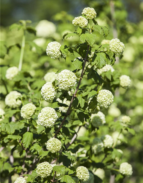 Gewöhnlicher Schneeball 'Roseum'