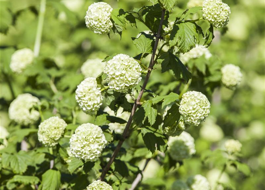 Gewöhnlicher Schneeball 'Roseum'