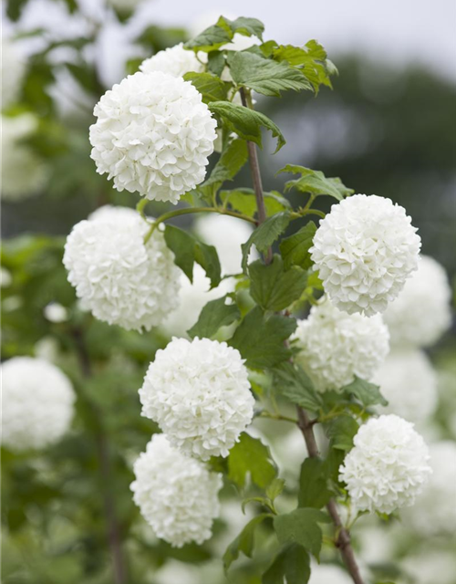 Gewöhnlicher Schneeball 'Roseum'