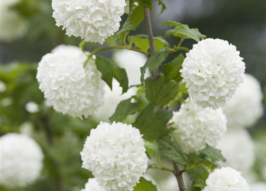 Gewöhnlicher Schneeball 'Roseum'