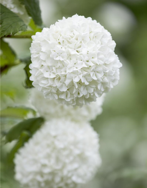 Gewöhnlicher Schneeball 'Roseum'