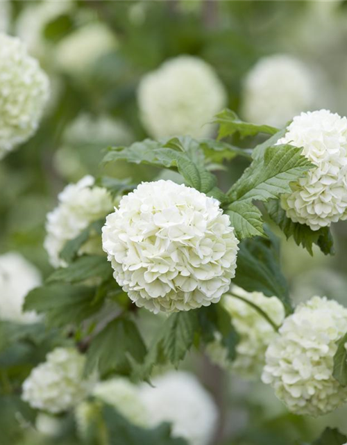 Gewöhnlicher Schneeball 'Roseum'