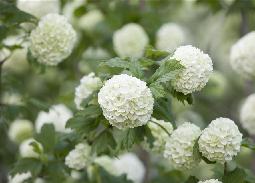 Gewöhnlicher Schneeball 'Roseum'