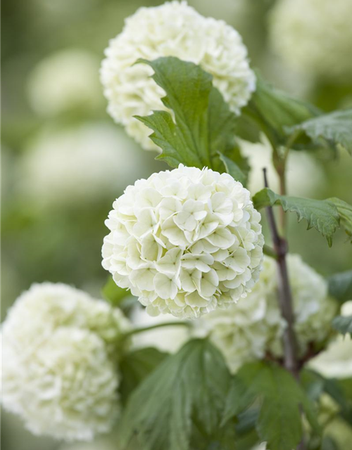 Gewöhnlicher Schneeball 'Roseum'