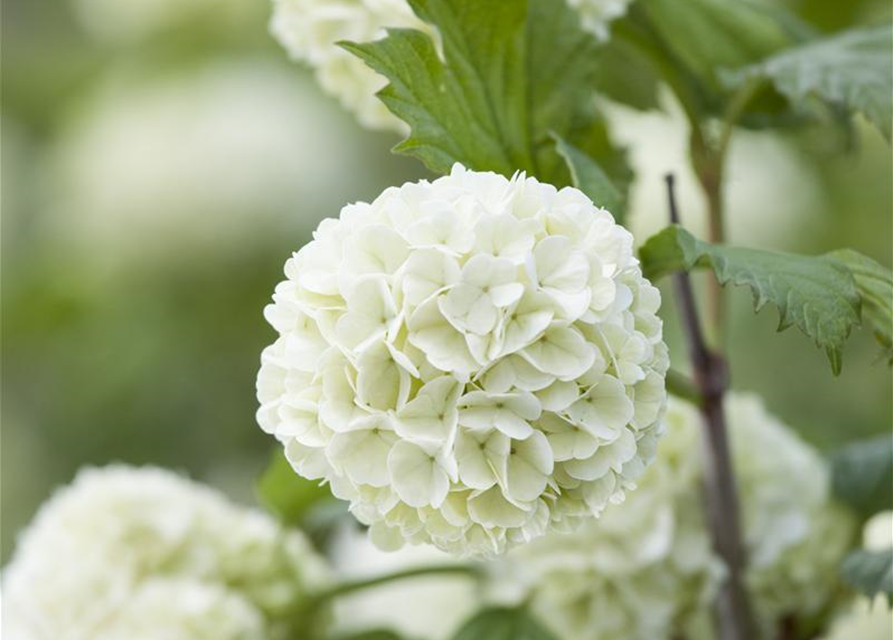 Gewöhnlicher Schneeball 'Roseum'