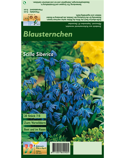 Sibirischer Blaustern