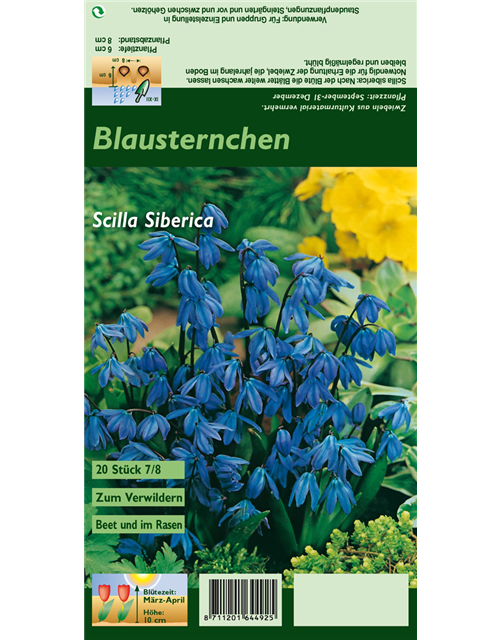 Sibirischer Blaustern