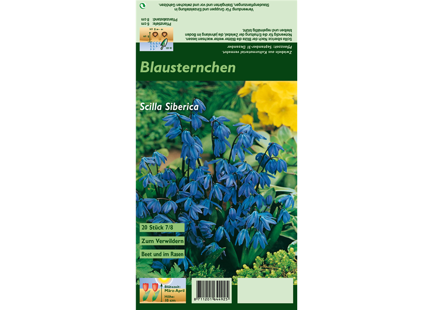 Sibirischer Blaustern