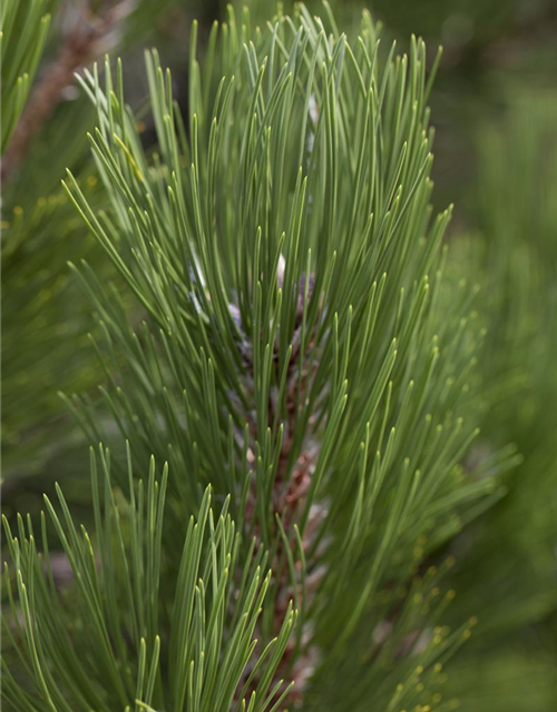 R Pinus heldreichii 'Compact Gem'