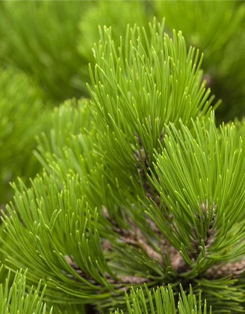 R Pinus heldreichii 'Compact Gem'