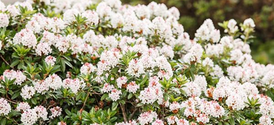 Rhododendron 'Bloombux'® - Hecke