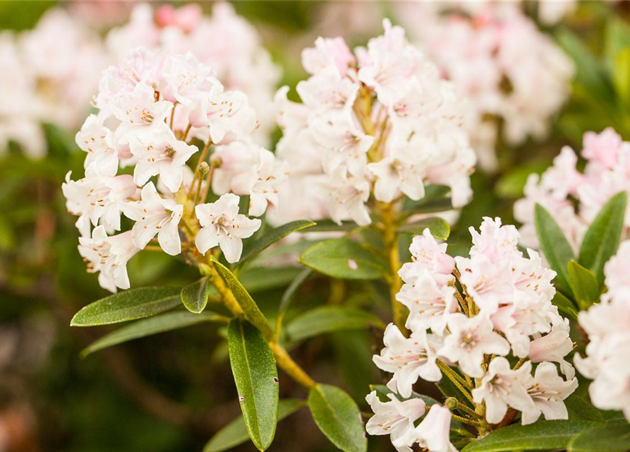 Rhododendron 'Bloombux'® - Hecke