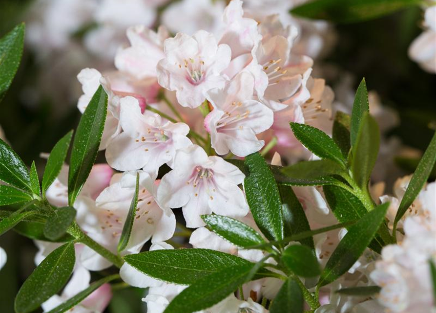 Rhododendron 'Bloombux'® - Hecke