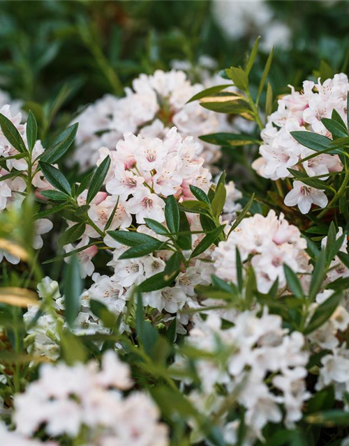 Rhododendron 'Bloombux'® - Hecke