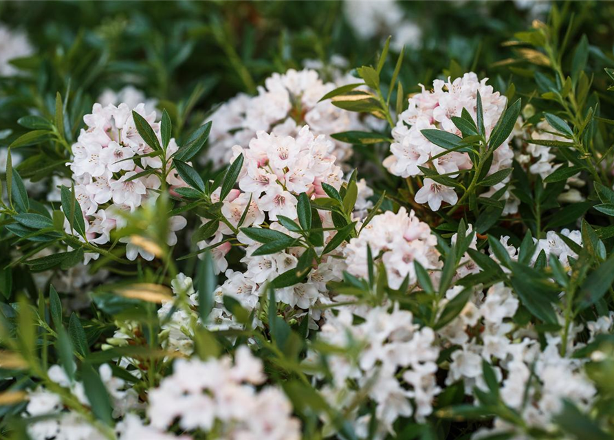 Rhododendron 'Bloombux'® - Hecke