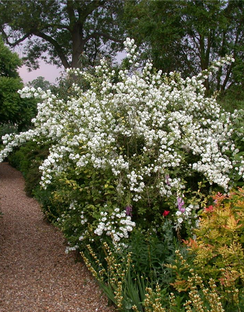 Blütengehölzhecke