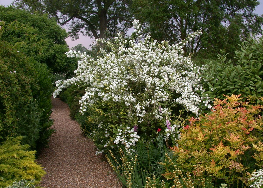 Blütengehölzhecke