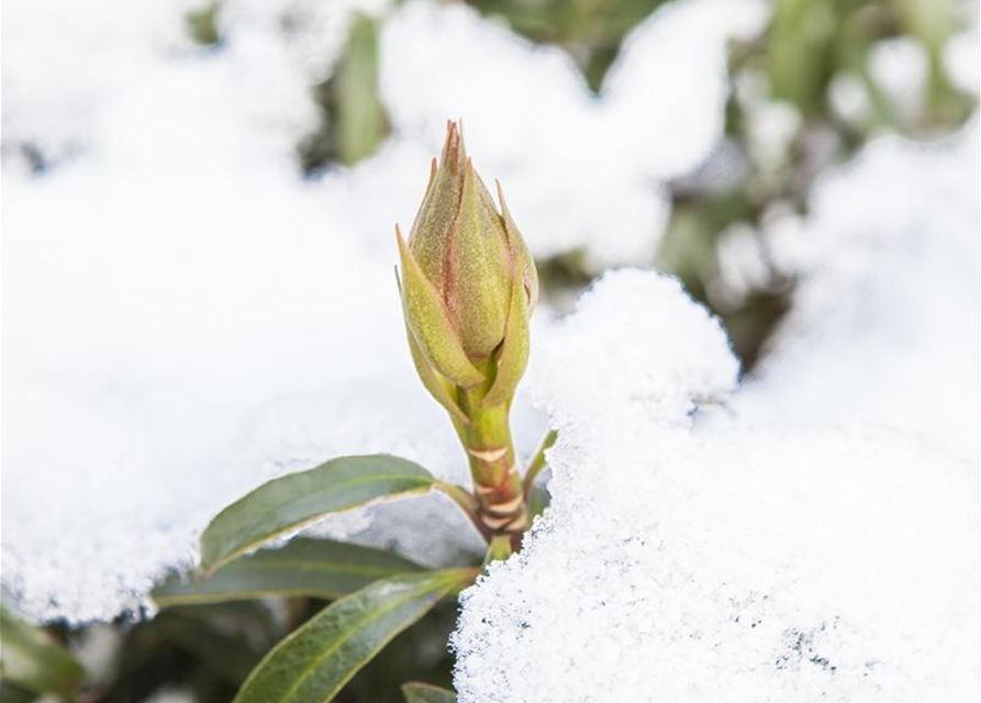 Pontischer Rhododendron 'Graziella' - Hecke