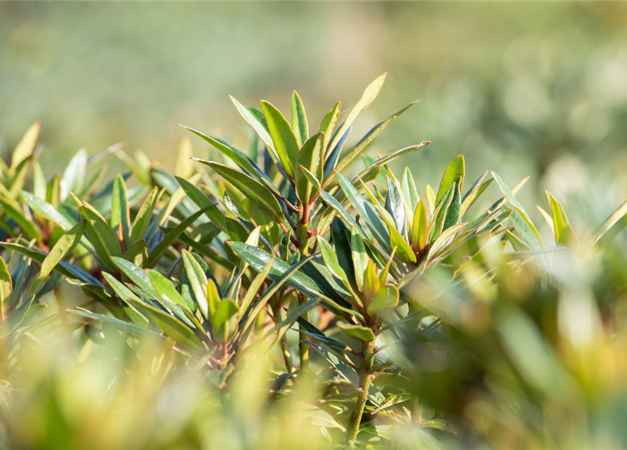 Pontischer Rhododendron 'Graziella' - Hecke