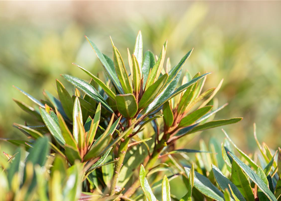 Pontischer Rhododendron 'Graziella' - Hecke