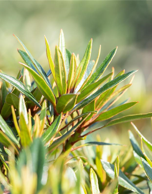 Pontischer Rhododendron 'Graziella' - Hecke