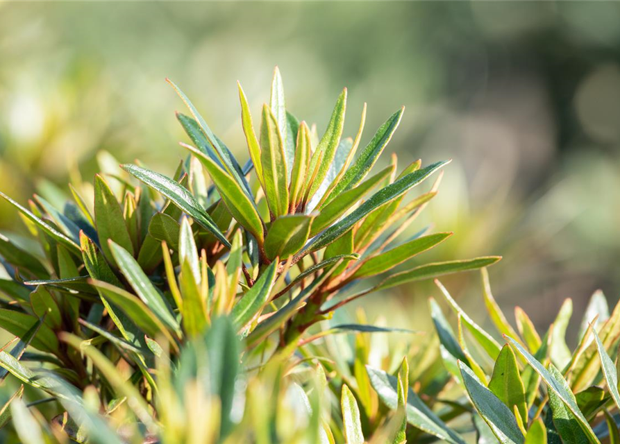 Pontischer Rhododendron 'Graziella' - Hecke