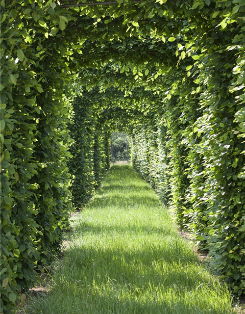 Rotbuchen-Hecke