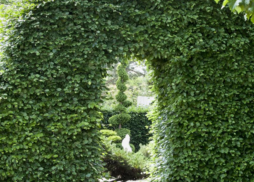 Rotbuchen-Hecke