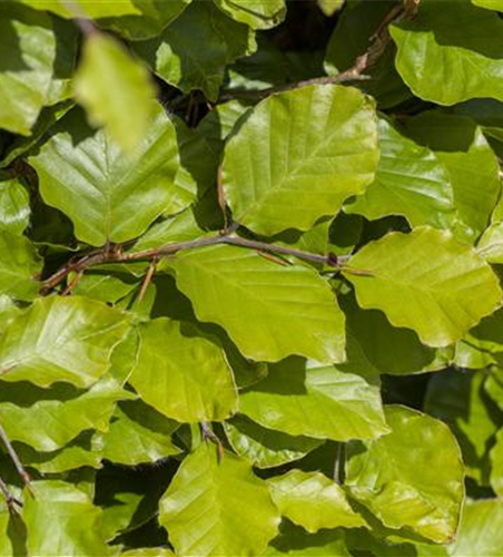 Rotbuchen-Hecke