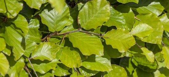 Rotbuchen-Hecke