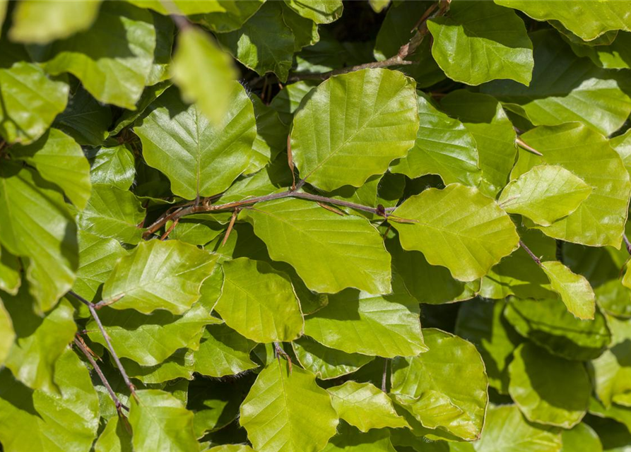 Rotbuchen-Hecke