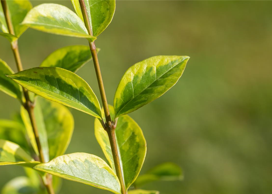 Goldliguster-Hecke