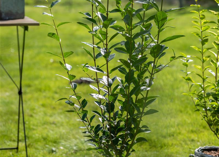 Ovalblättriger Liguster - Hecke