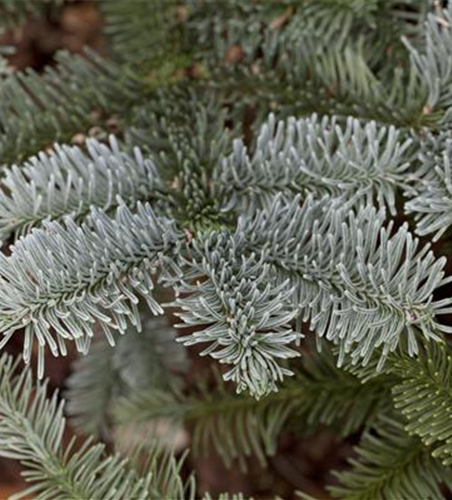 Silbertanne 'Glauca'