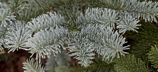 Silbertanne 'Glauca'