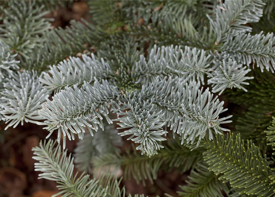 Silbertanne 'Glauca'